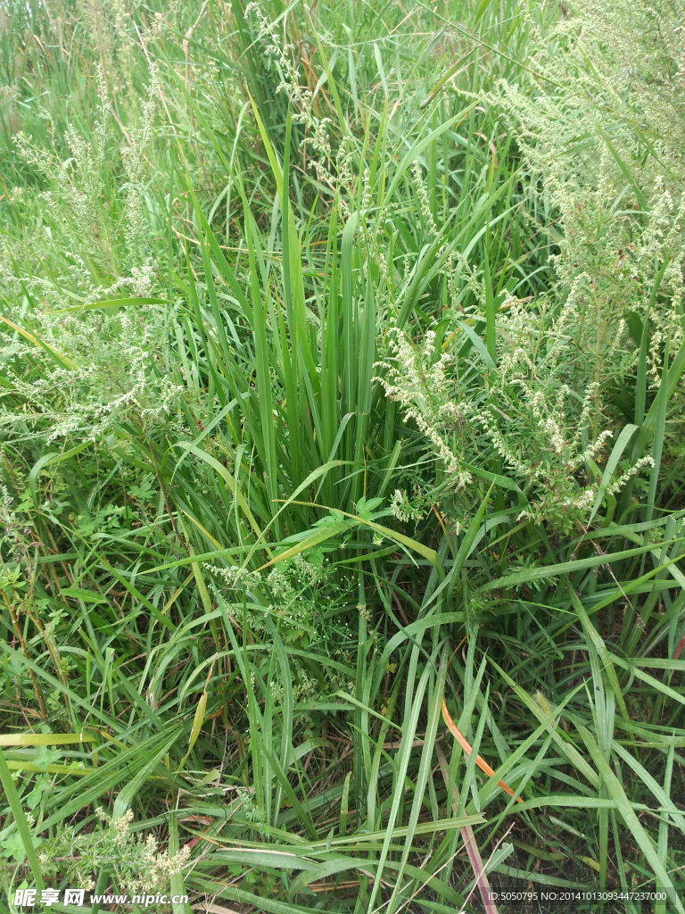 草丛