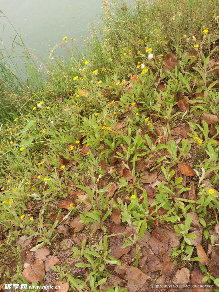 湖景野花