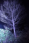夜幕下的树枝