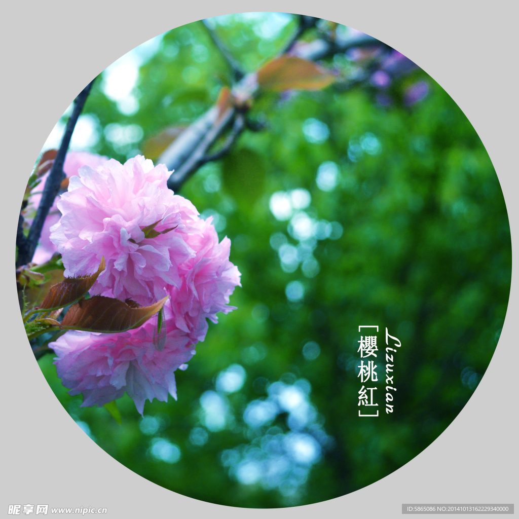 樱桃花