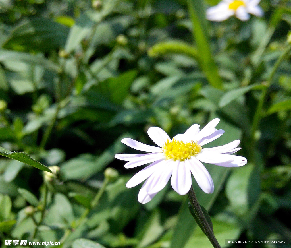 小花