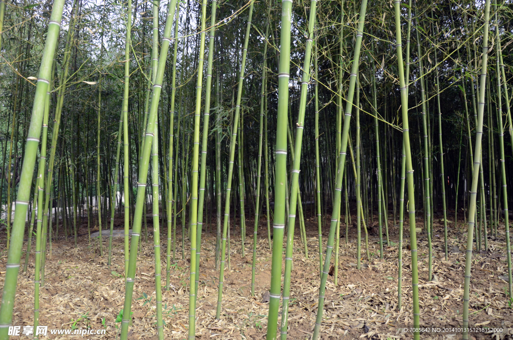 绿色 竹子 竹林
