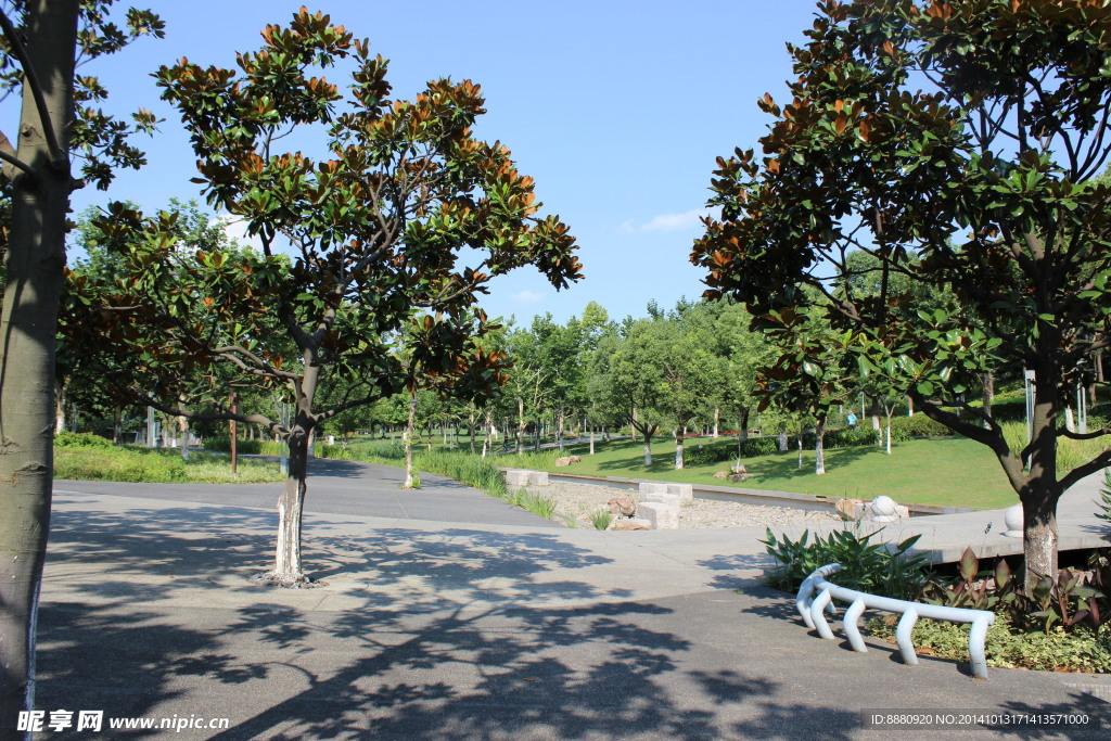 小场地中的广玉兰
