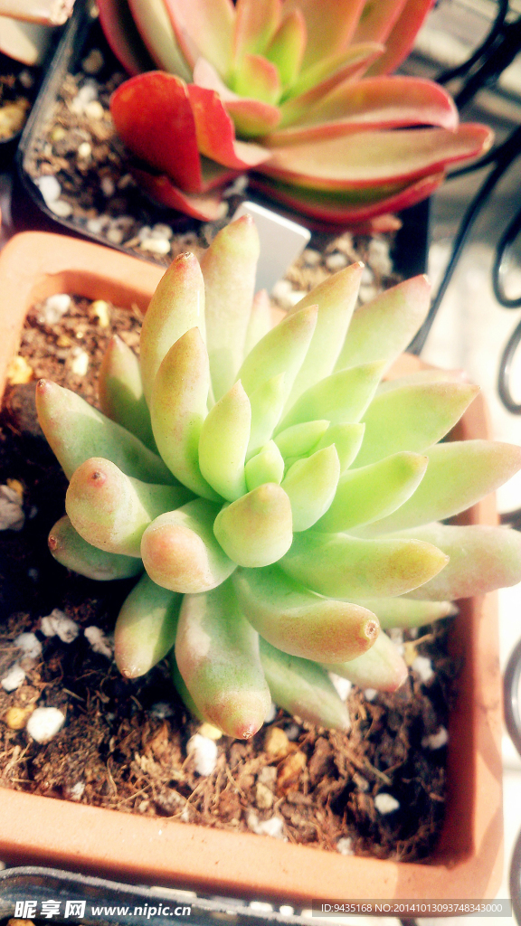 多肉植物