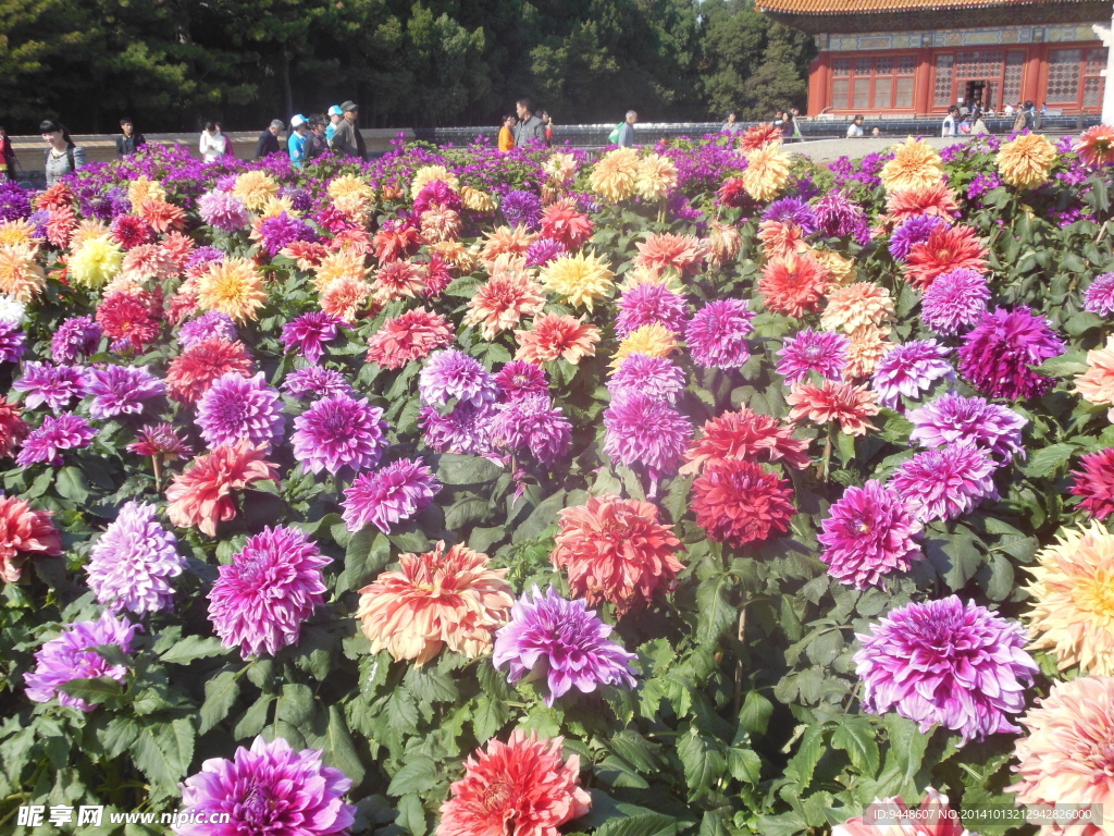 大丽花