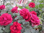 月季花