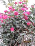 月季花