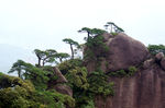 山石风景树