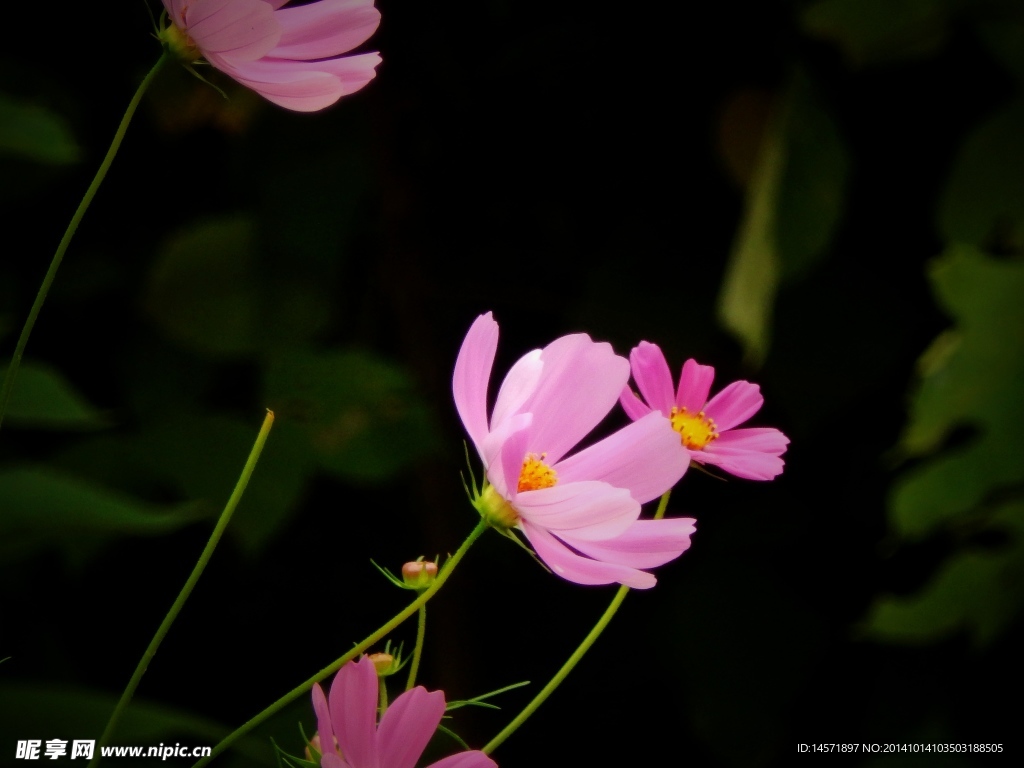 格桑花