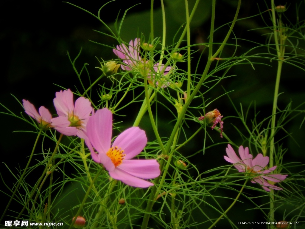 格桑花