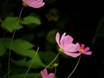 格桑花