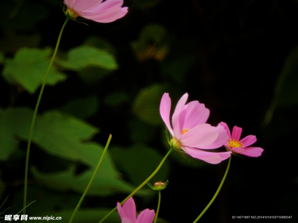 格桑花