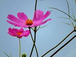 格桑花