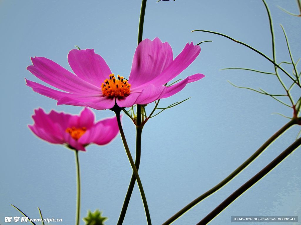 格桑花