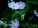 格桑花