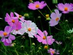 格桑花