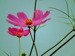 格桑花