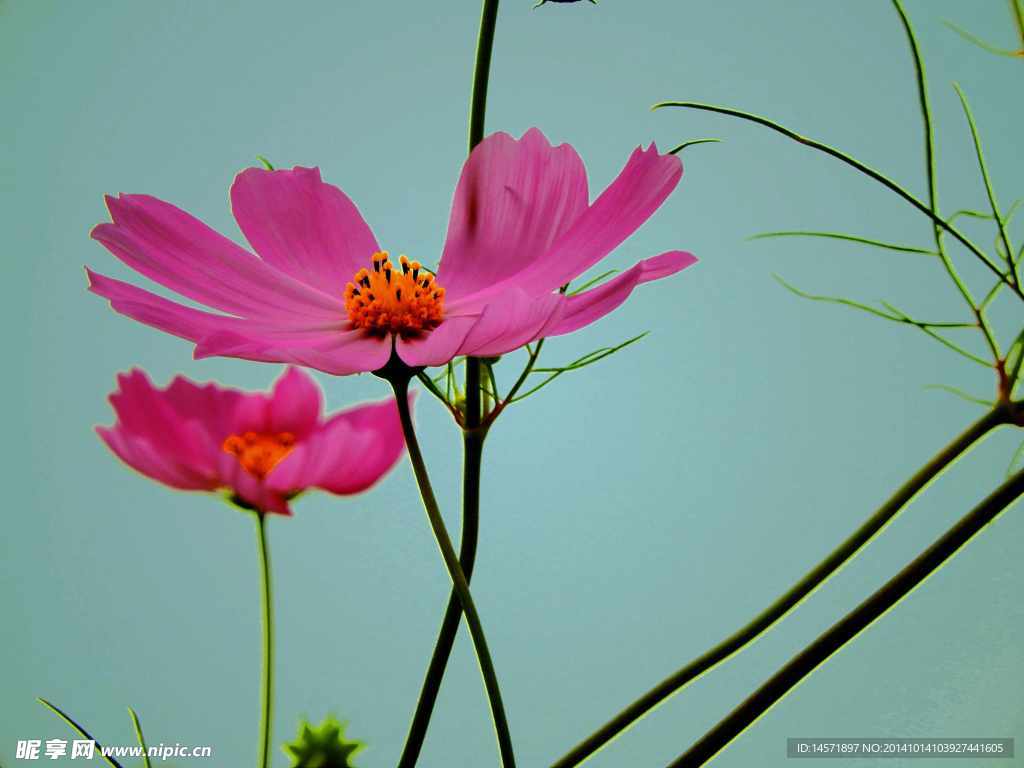 格桑花