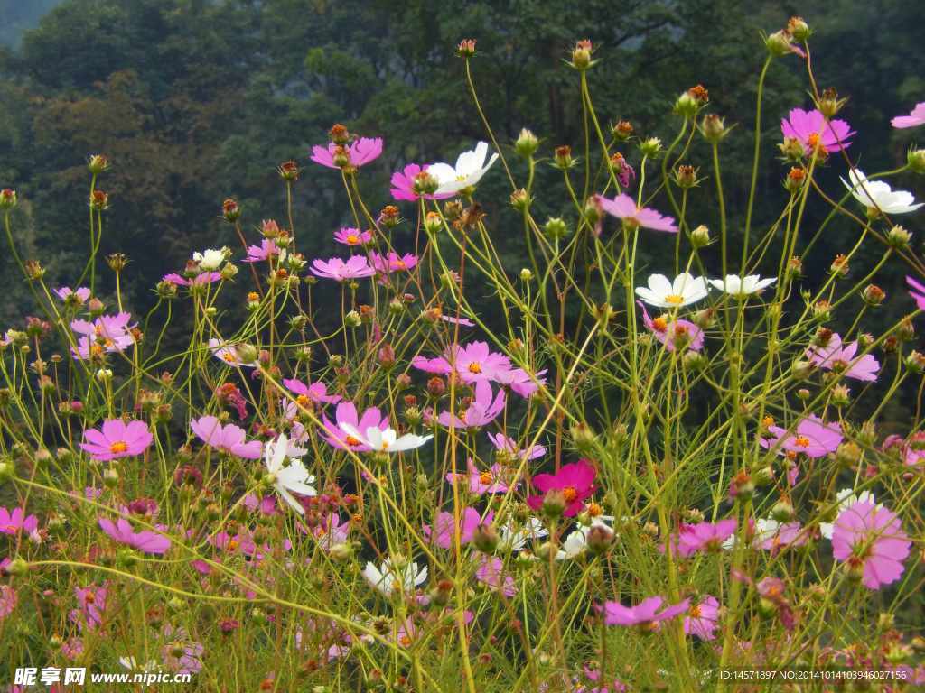 格桑花