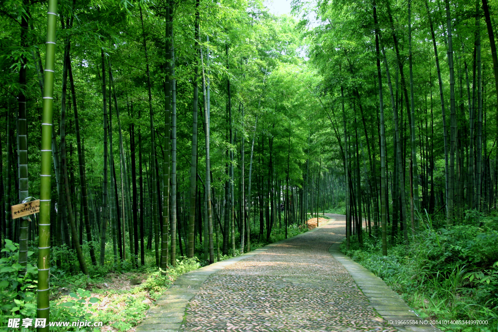竹林间小道