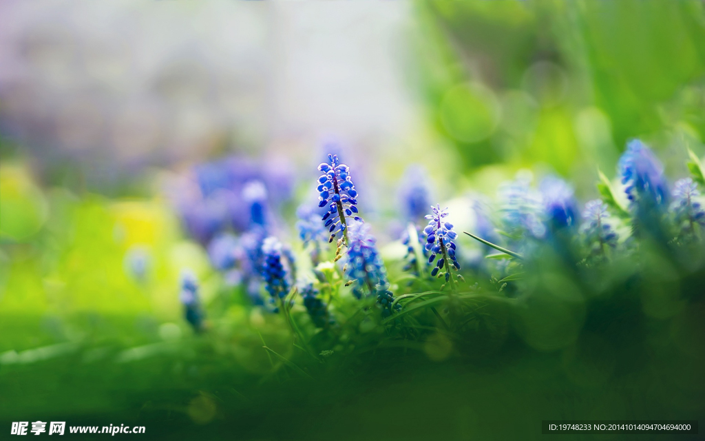 花 蓝色的花