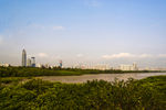 红树林湿地