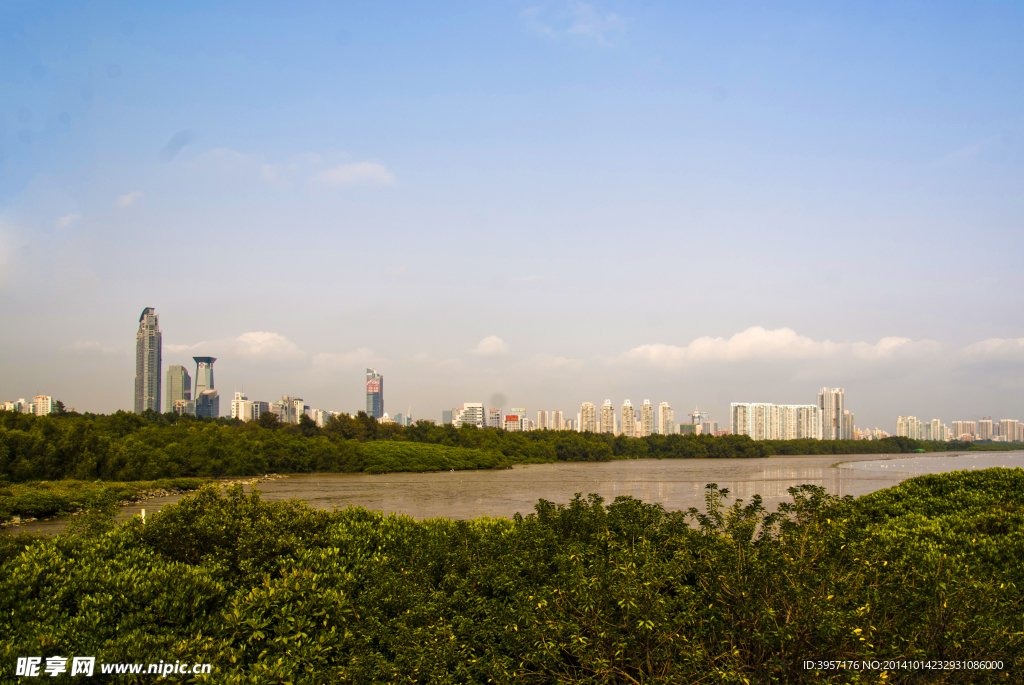 红树林湿地