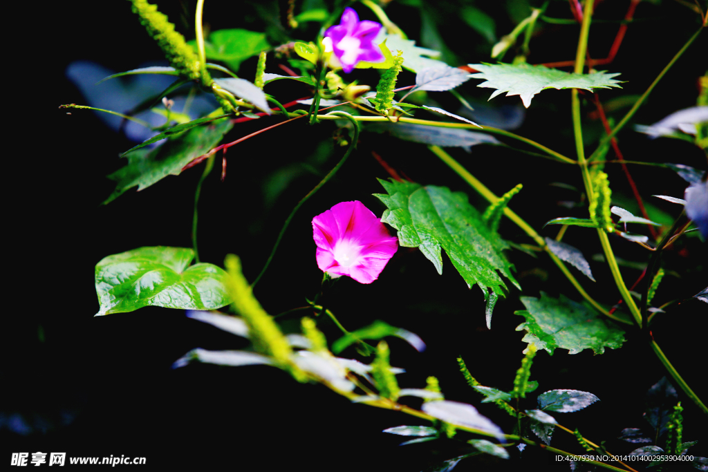 牵牛花