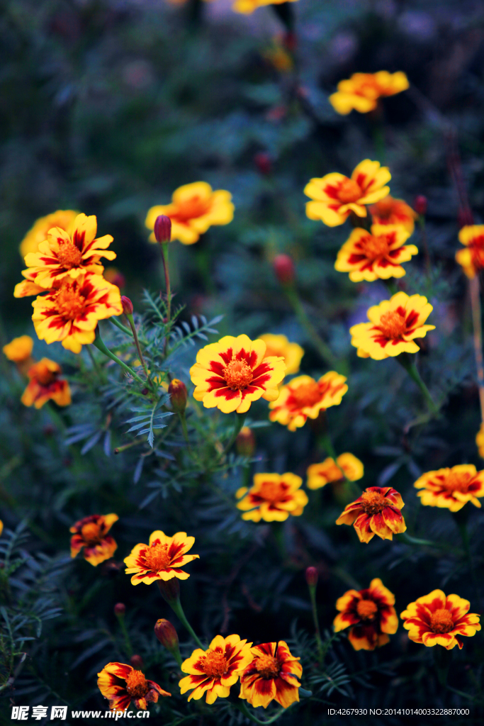 花世界