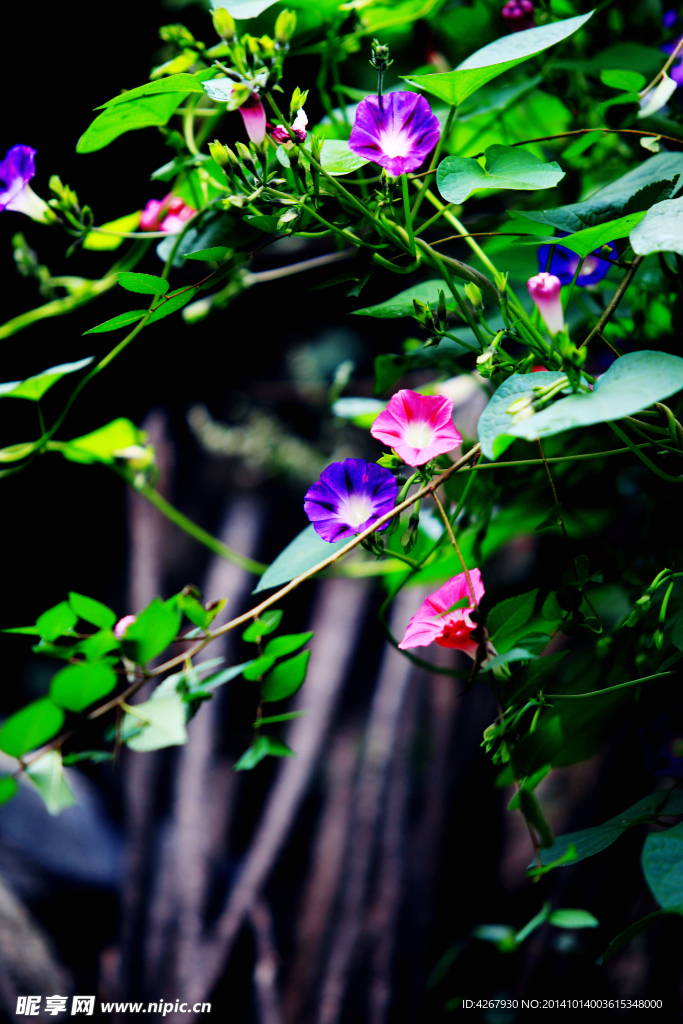 牵牛花