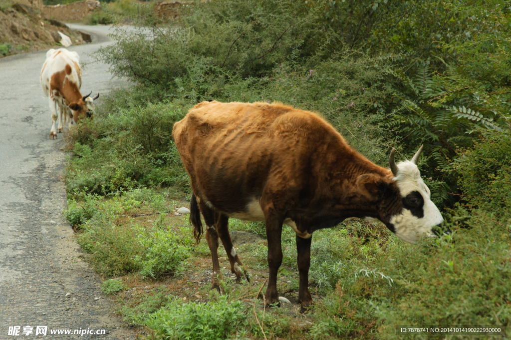 山路边上吃草的牛