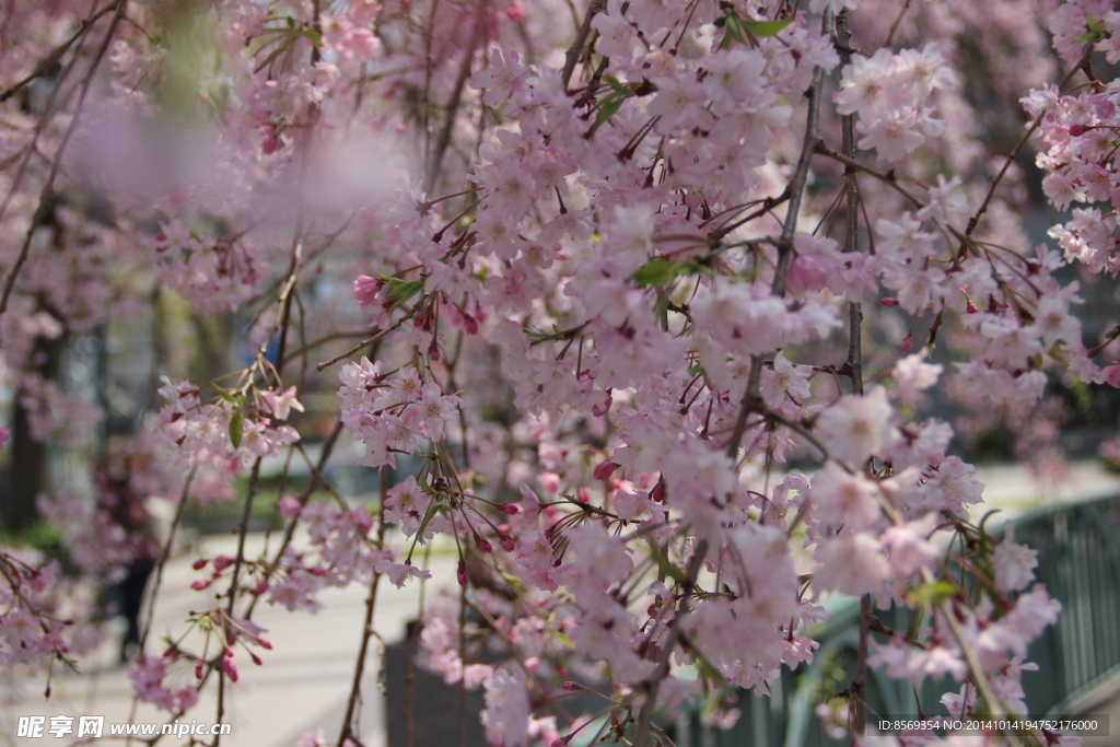 樱花特写