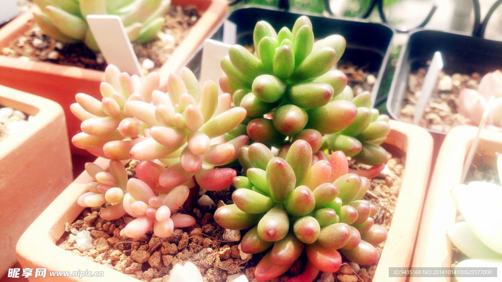多肉植物