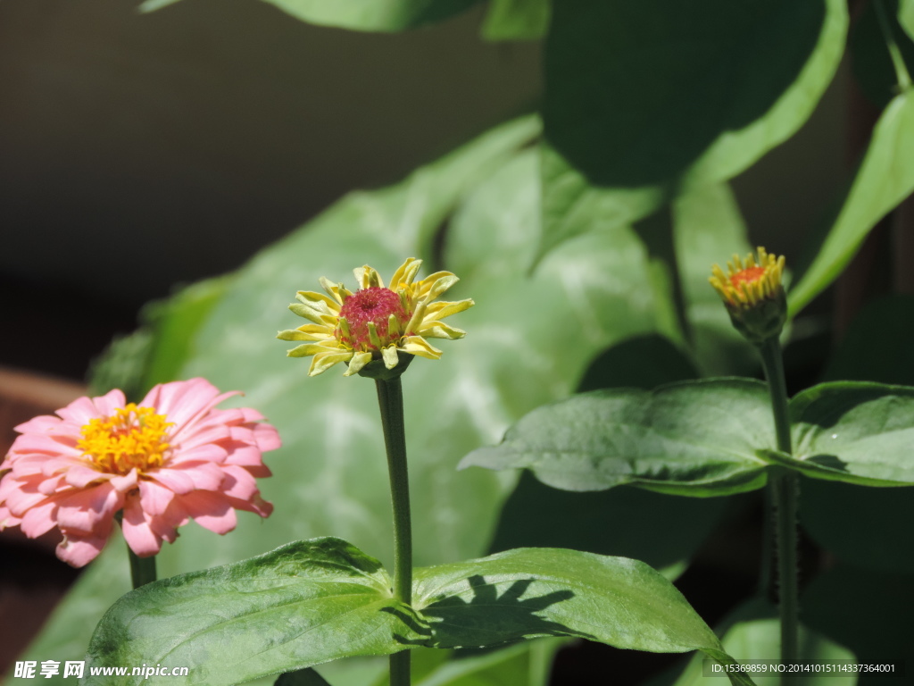 菊花