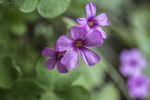 小紫花
