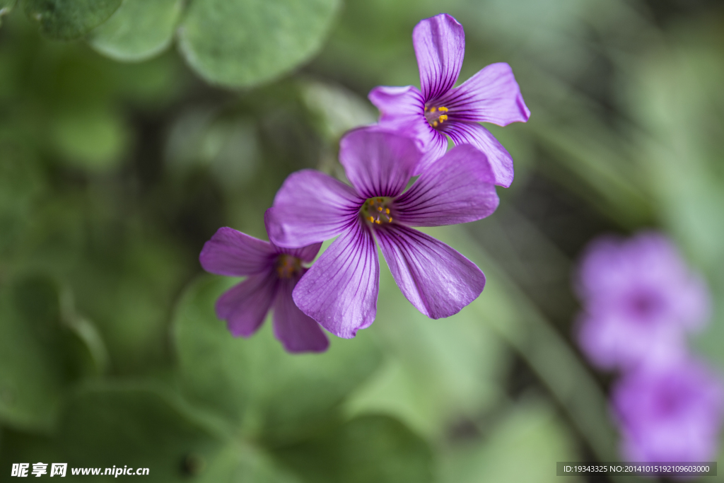 小紫花