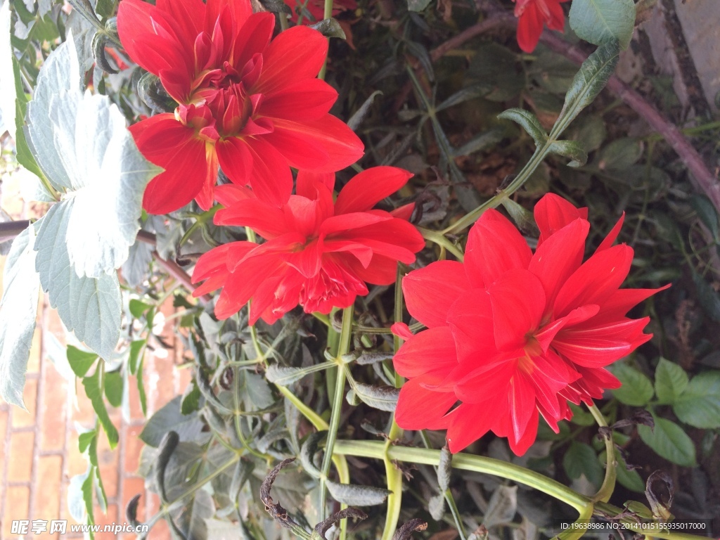红色花朵