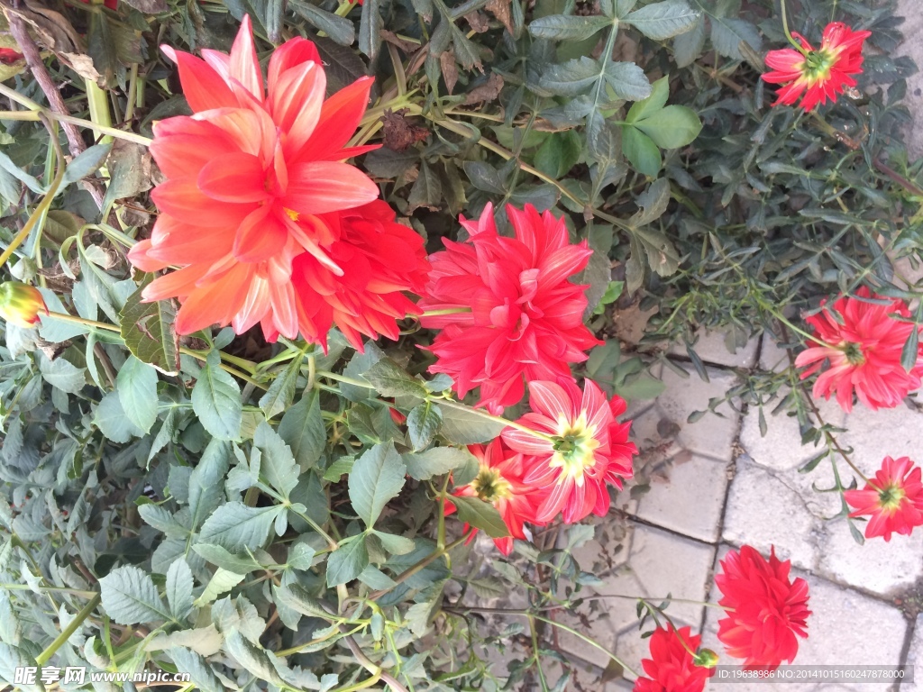 红色花朵