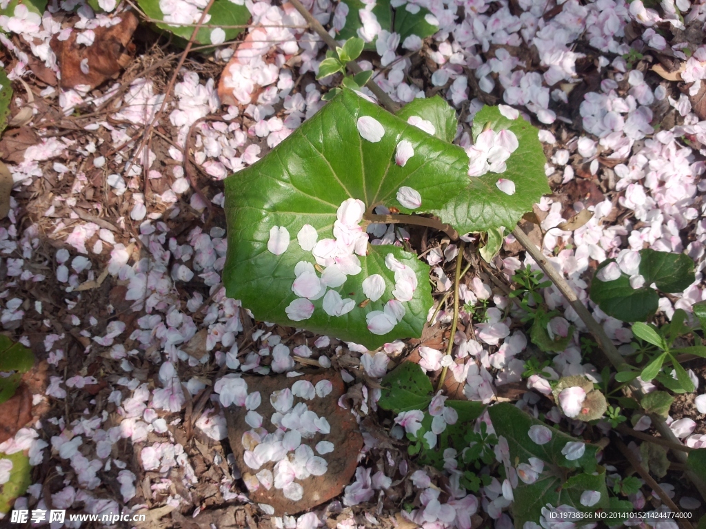 樱花