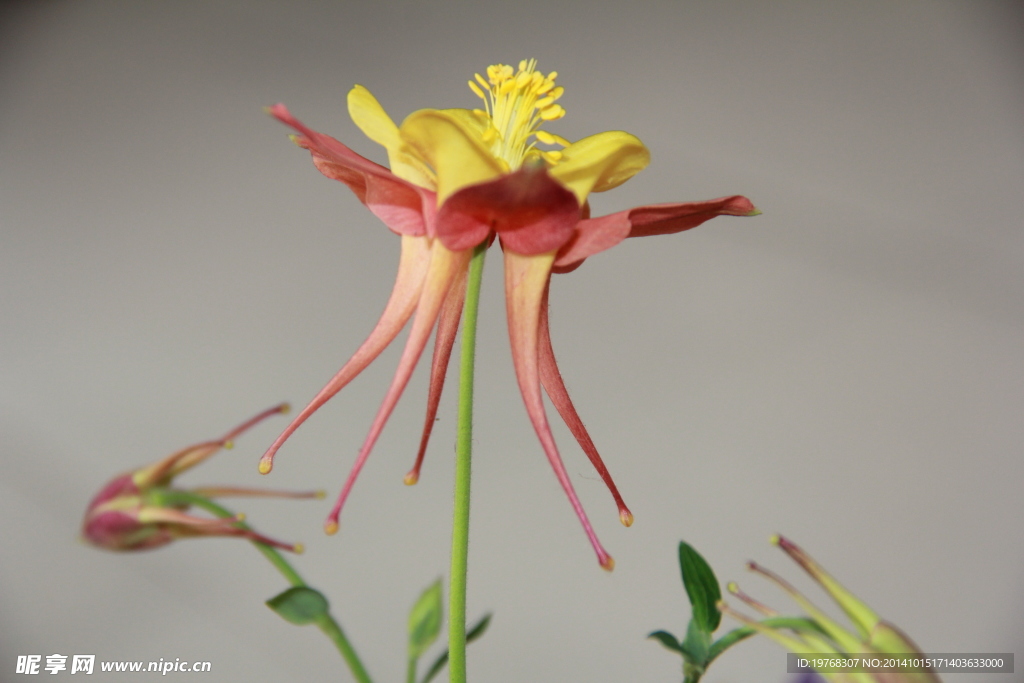 燕子花