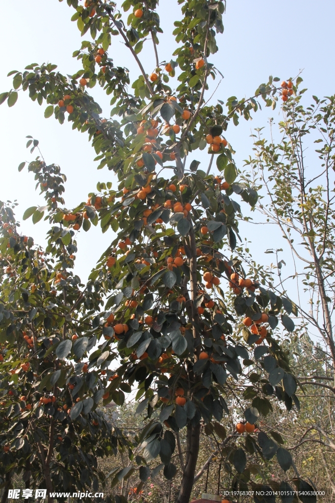 柿子树