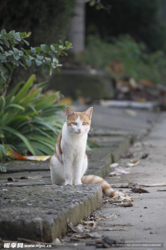 猫猫