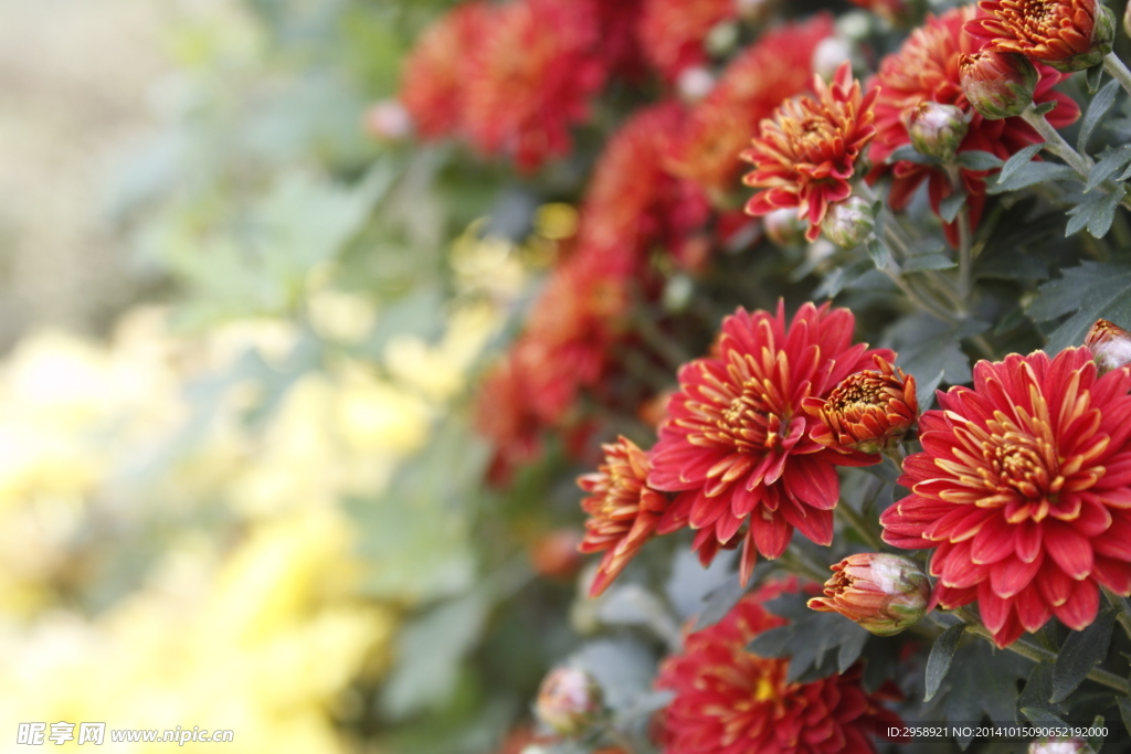 菊花