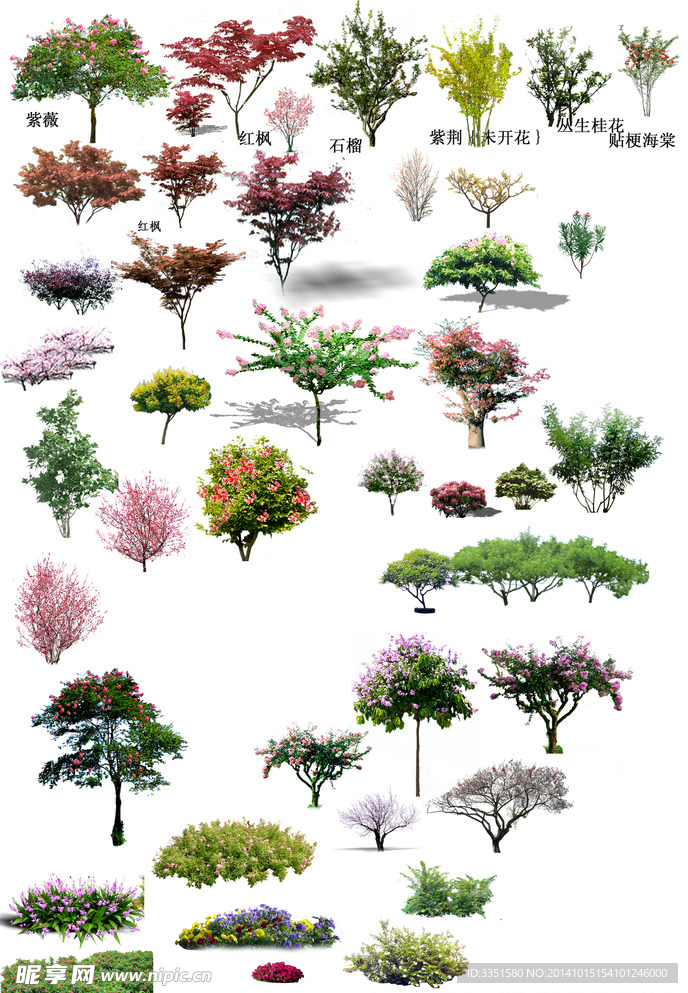 花灌木 景观素材
