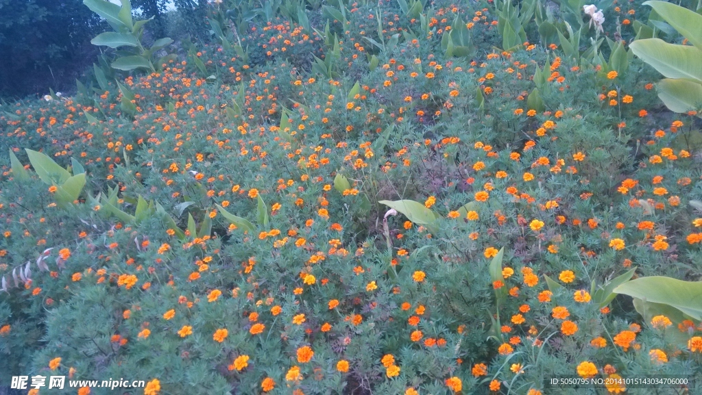 野菊花