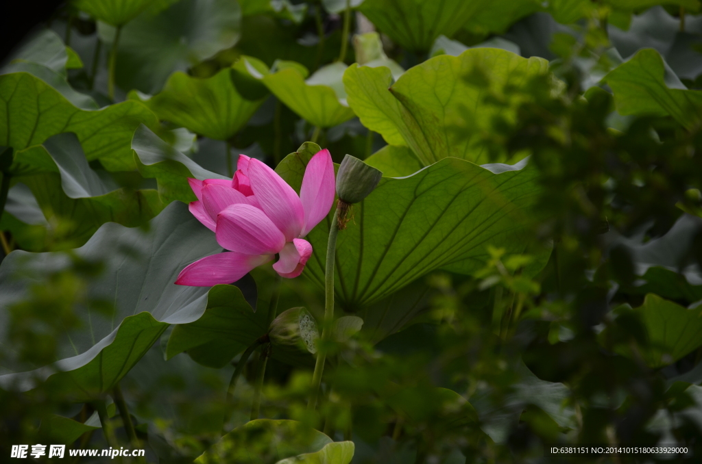 荷花