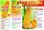 高清玉米种子传单