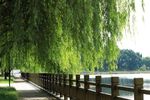 清静的公园