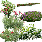 植物psd