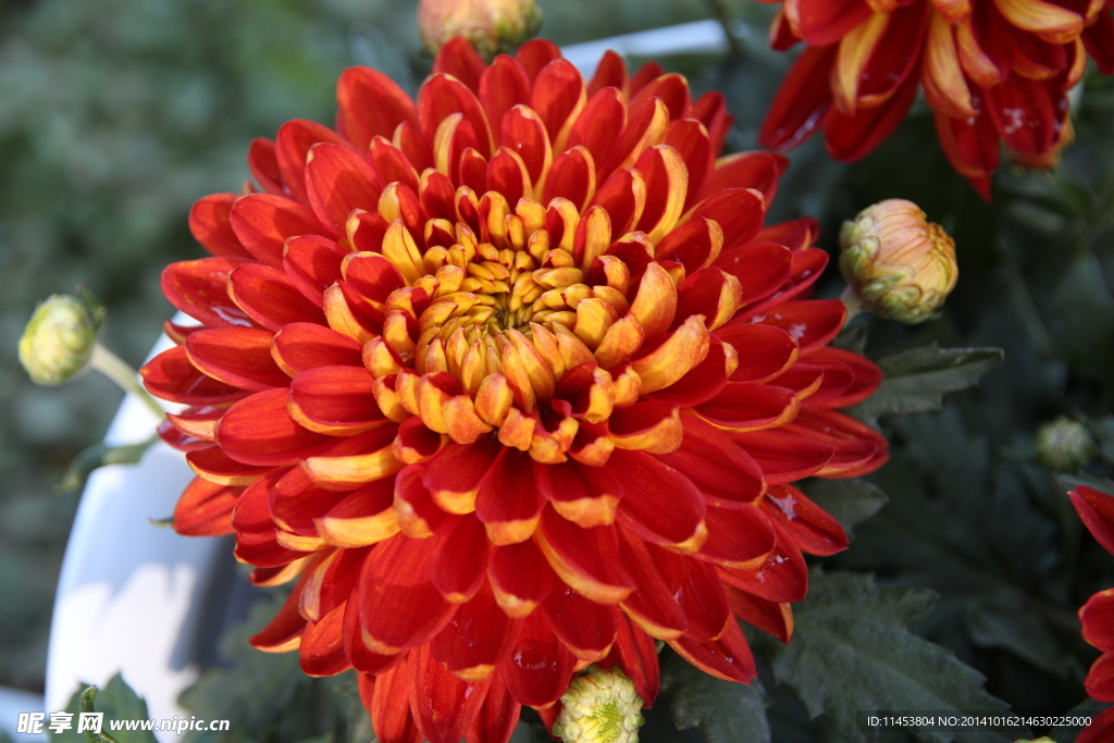 菊花